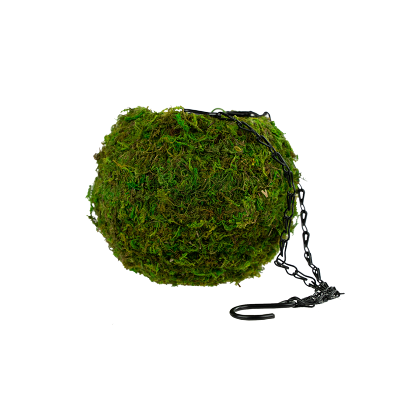 6" Kokedama