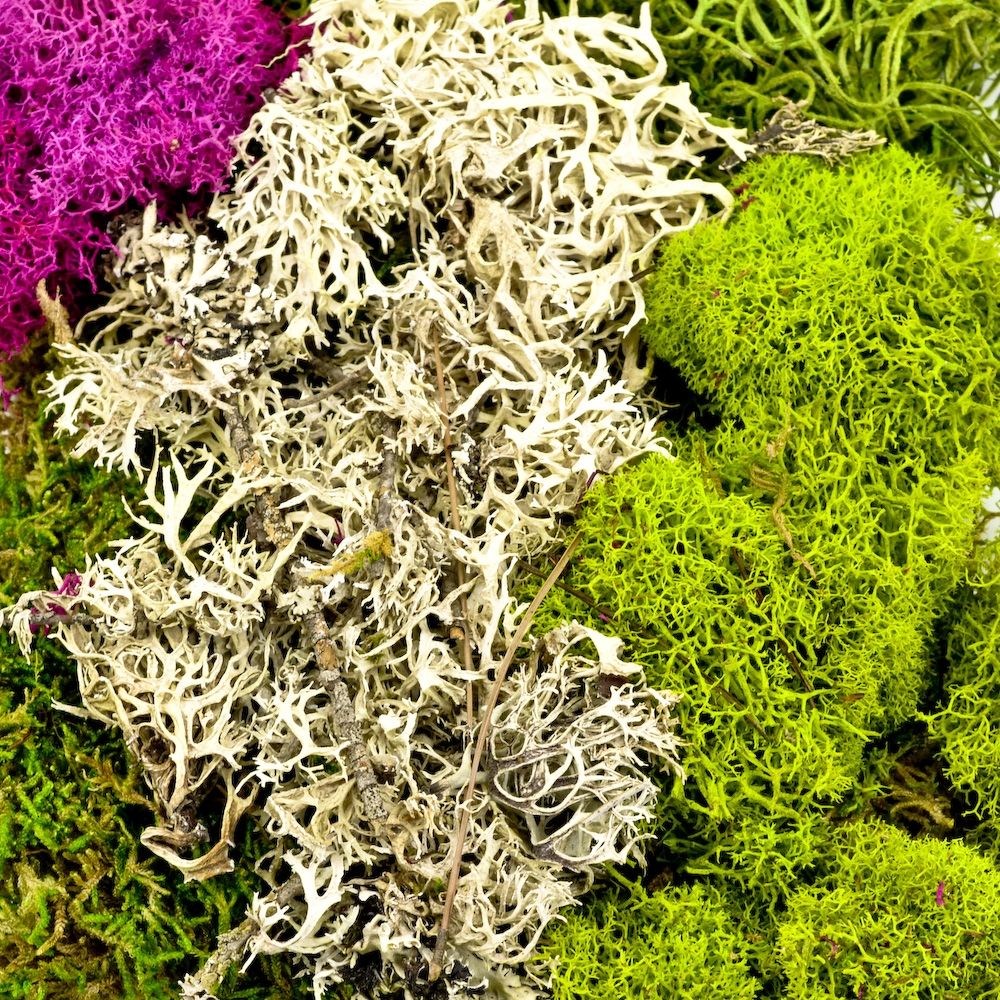 Preserved Moss Assorted mix