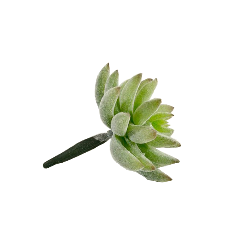 Mini Agave Succulent