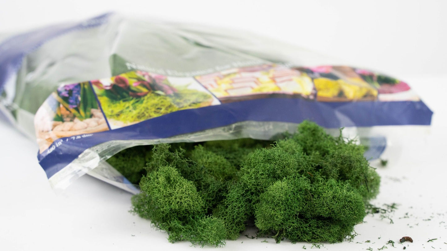 Reindeer Moss Color Enhanced Bag