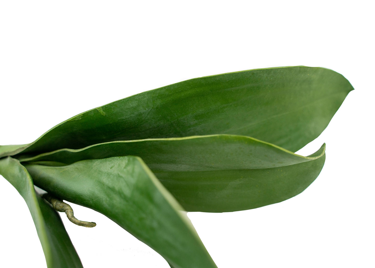 Phalaenopsis Orchid Leaf & Roots - Synthetic