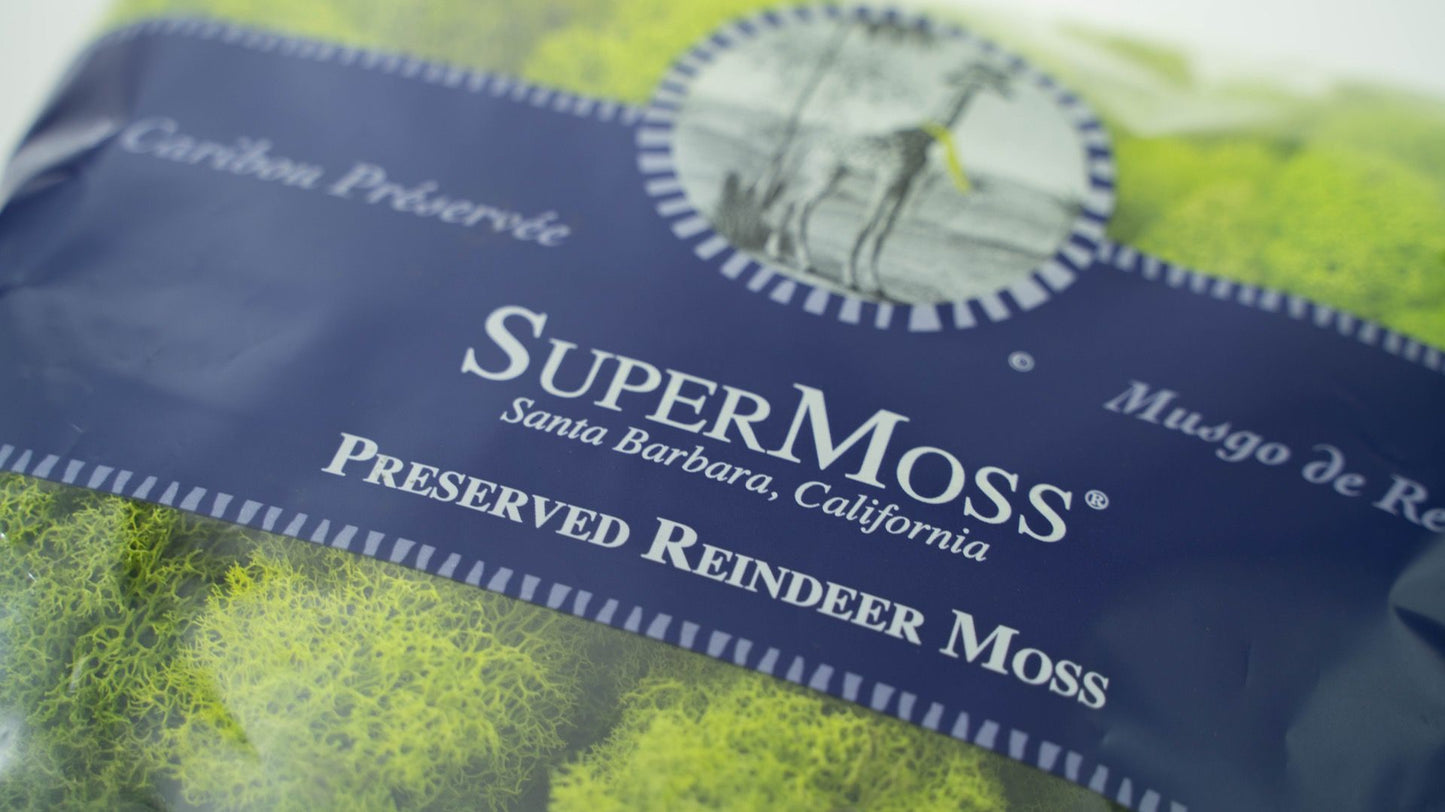Chartreuse Reindeer Moss by Supermoss