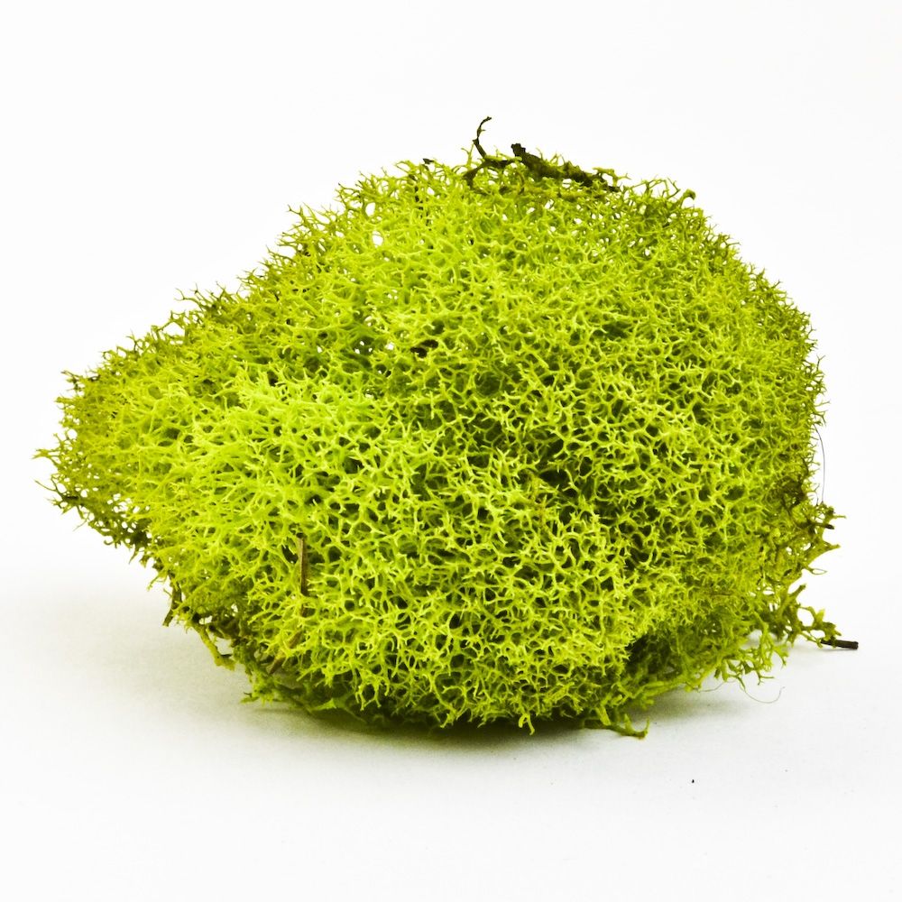 Preserved Reindeer Moss - Chartreuse Small Bag