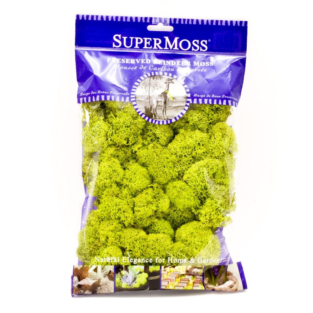 Preserved Reindeer Moss - Chartreuse Small Bag