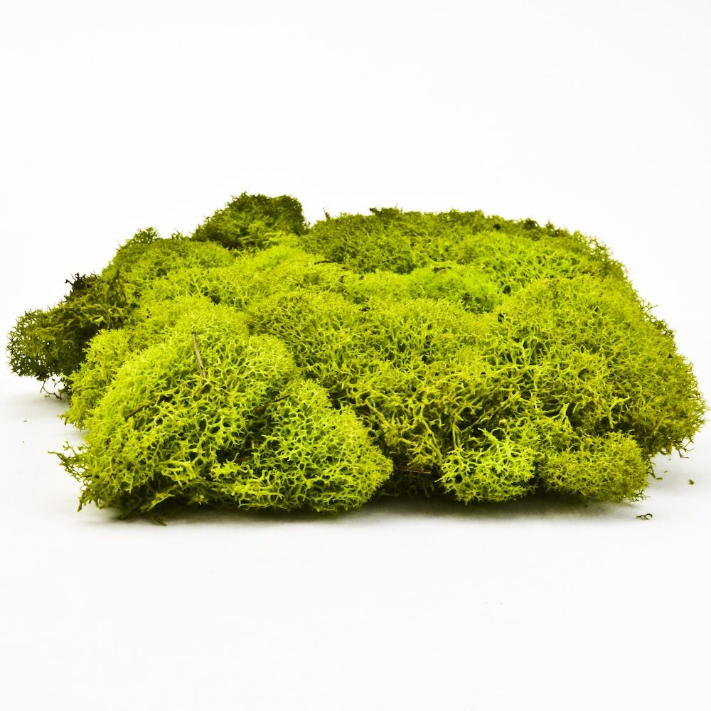 Preserved Reindeer Moss - Chartreuse Small Bag