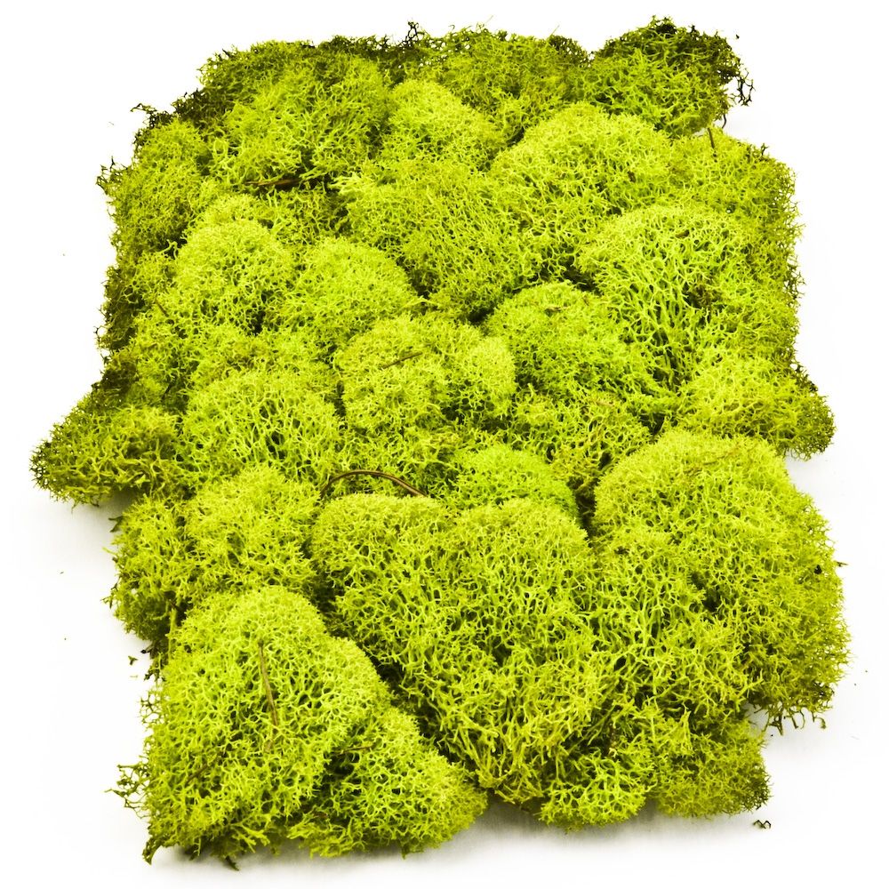 Preserved Reindeer Moss - Chartreuse Small Bag