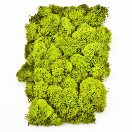 Preserved Reindeer Moss - Chartreuse Small Bag