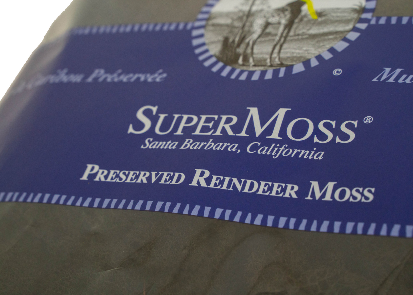 Black Reindeer Moss from Supermoss