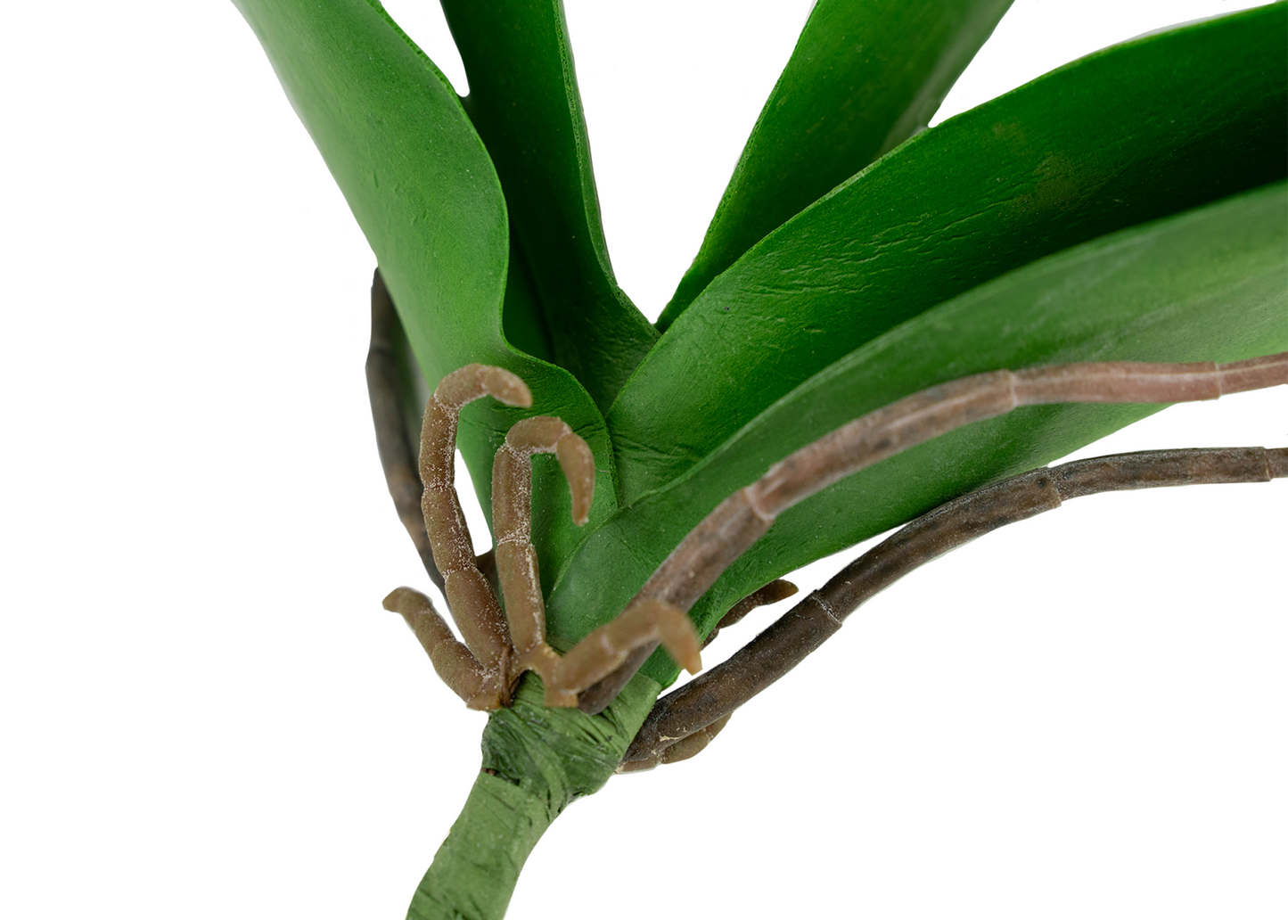 12" Phalaenopsis leaf plant