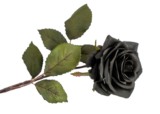 21.5 inch - BLACK MAGIC ROSE
