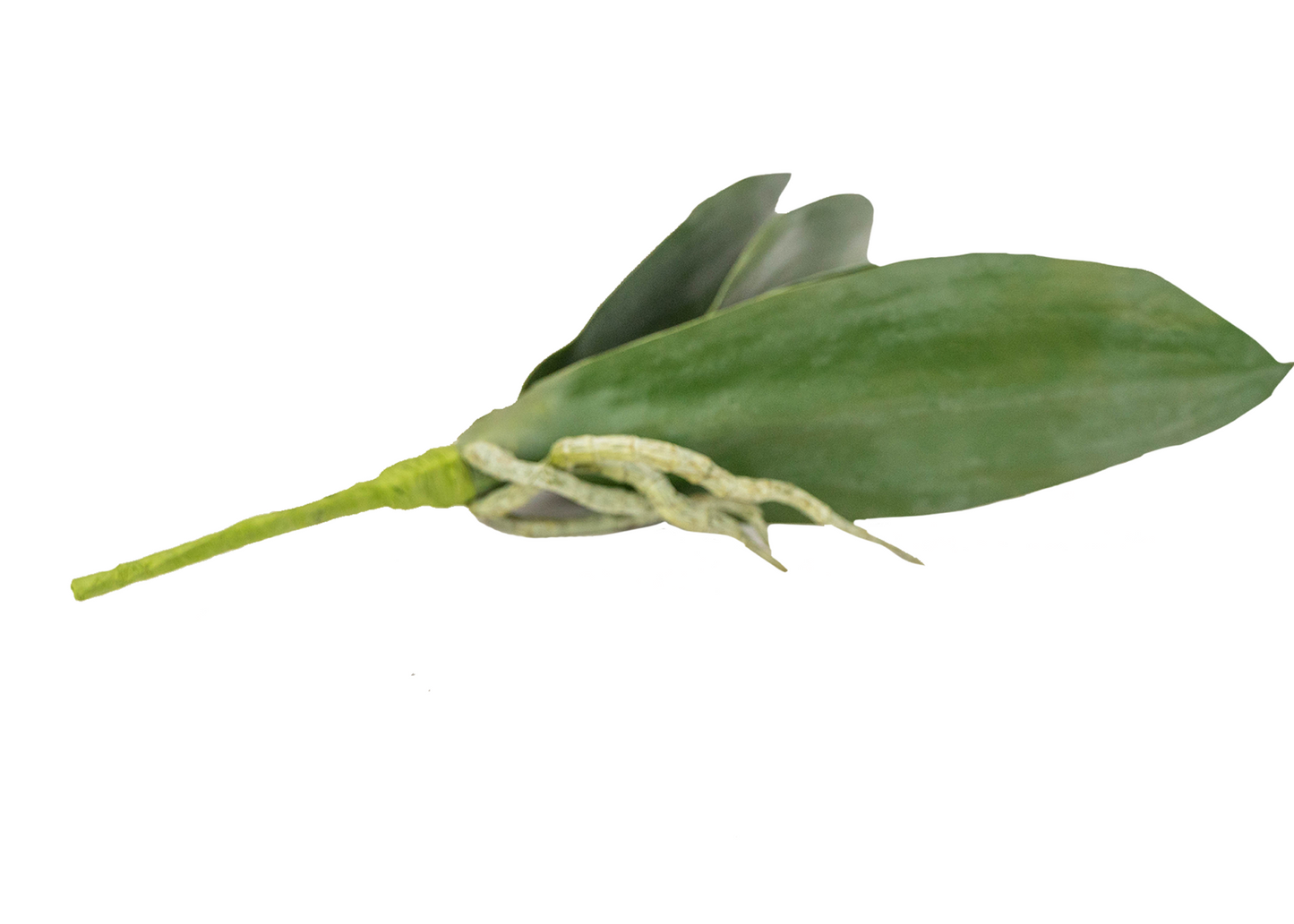 12" Artificial Phalaenopsis Leaf Plant Pick