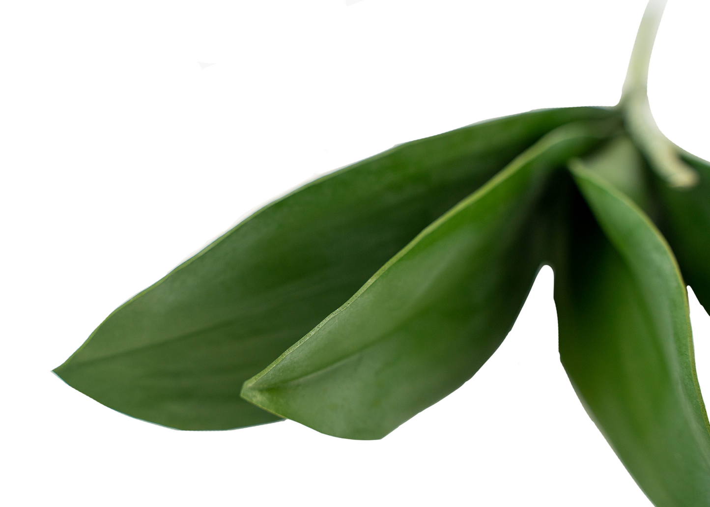 Phalaenopsis Plant Leaf Pick - 8 inch