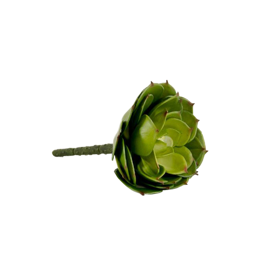 5.75" Cabbage Echeveria