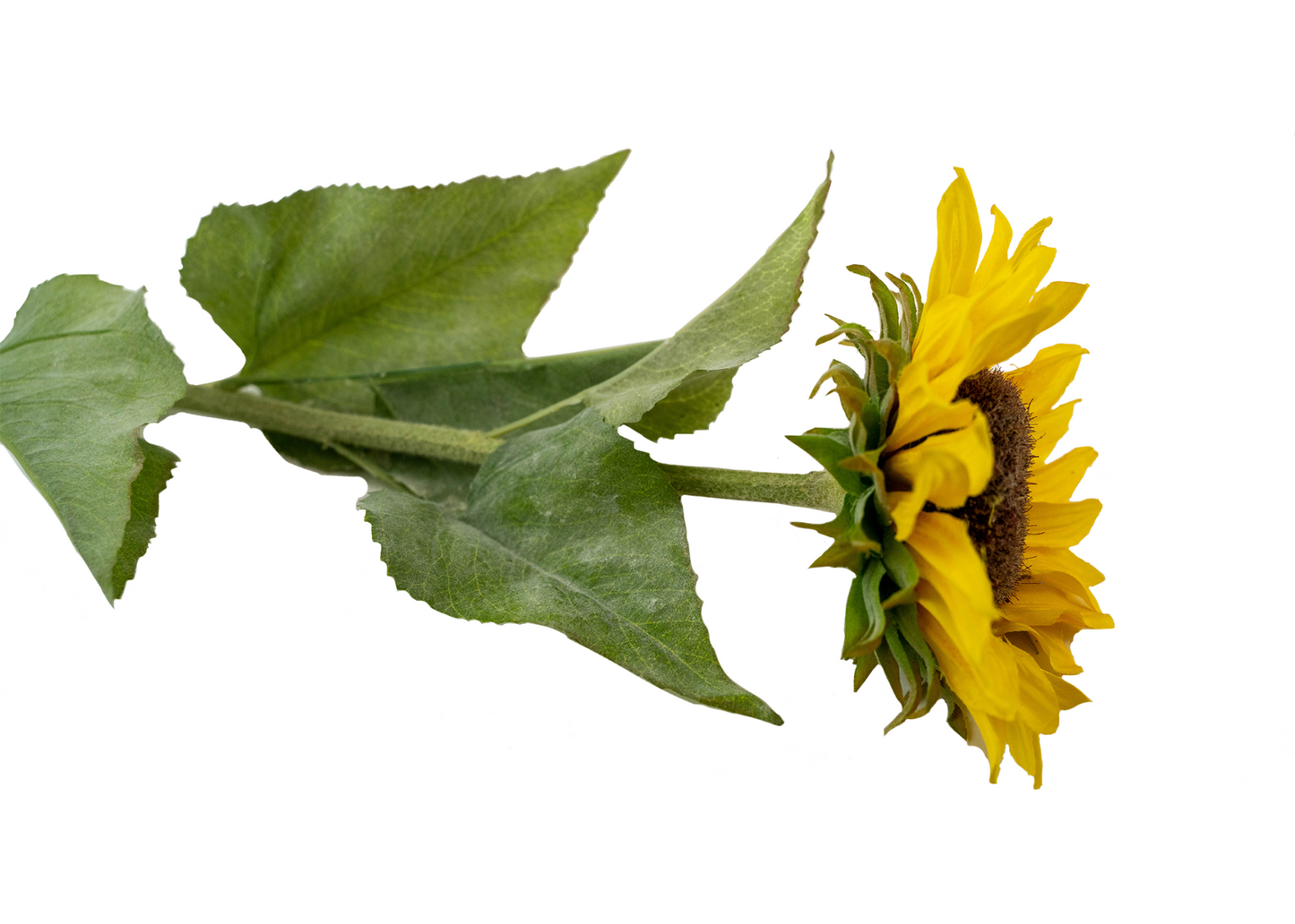 31in- Silk Sunflower Spray