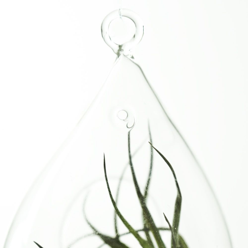Water Droplet Hanging Terrarium