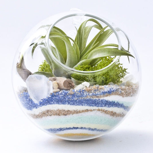 4" Hanging Globe glass terrarium Small