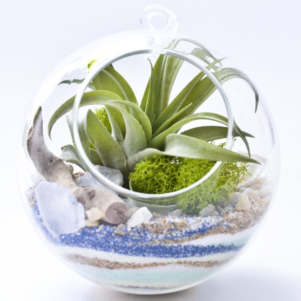 4" Hanging Globe glass terrarium Small