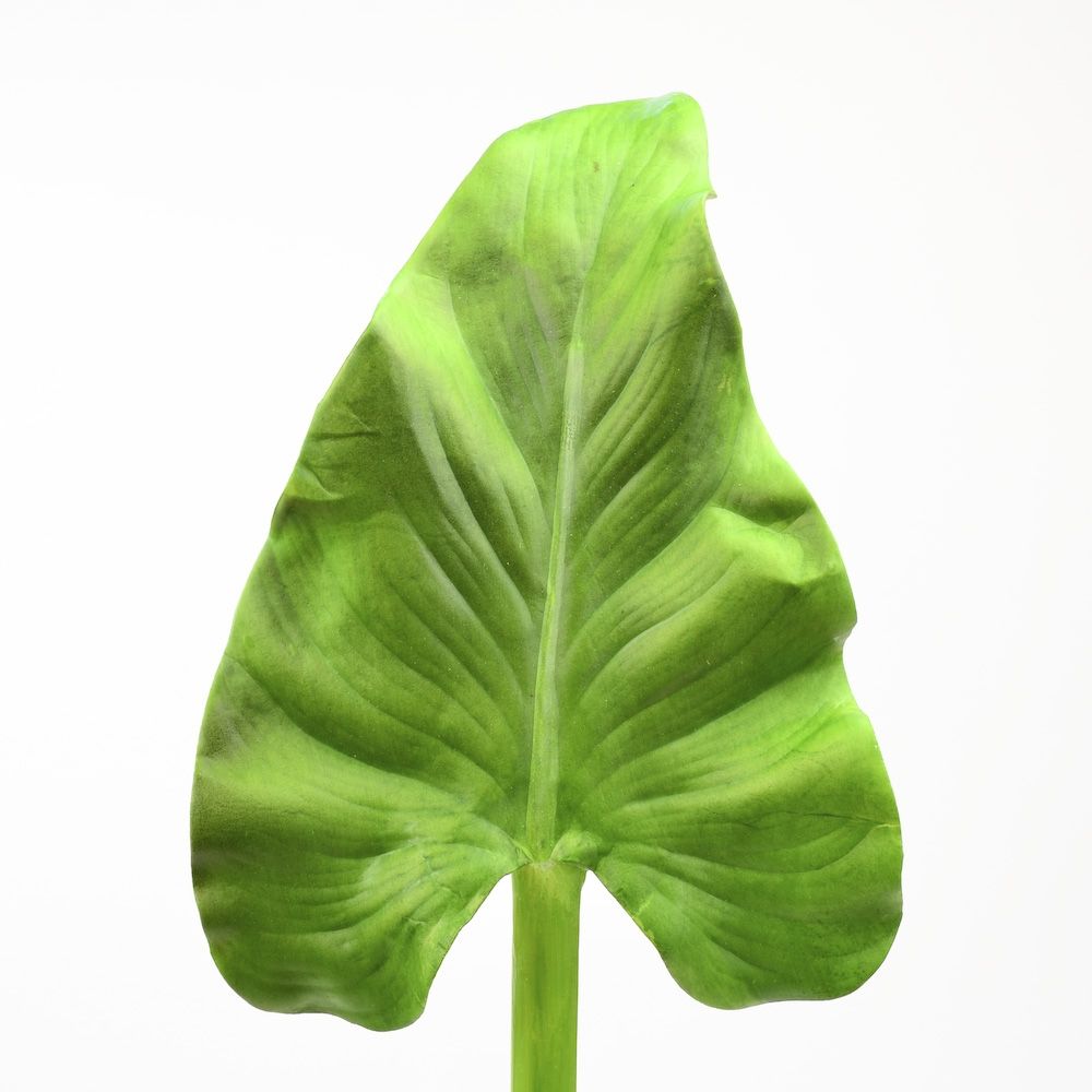 Calla Leaf Synthetic - 31.5 Inch