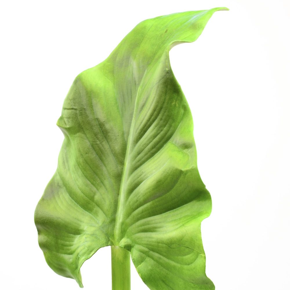 Calla Leaf Synthetic - 31.5 Inch