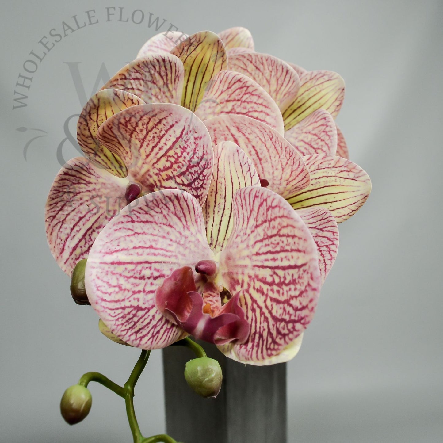 Orchid Phalaenopsis Stem in Hot Pink and Cream Colors Hot Pink Center 36"