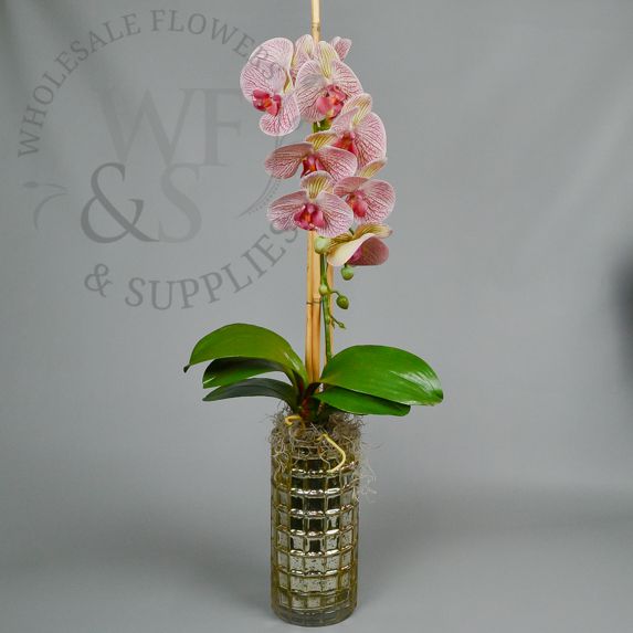 Orchid Phalaenopsis Stem in Hot Pink and Cream Colors Hot Pink Center 36"