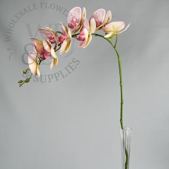 Orchid Phalaenopsis Stem in Hot Pink and Cream Colors Hot Pink Center 36"