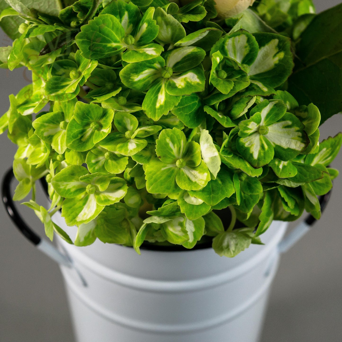 White Enamel French Bucket 7"