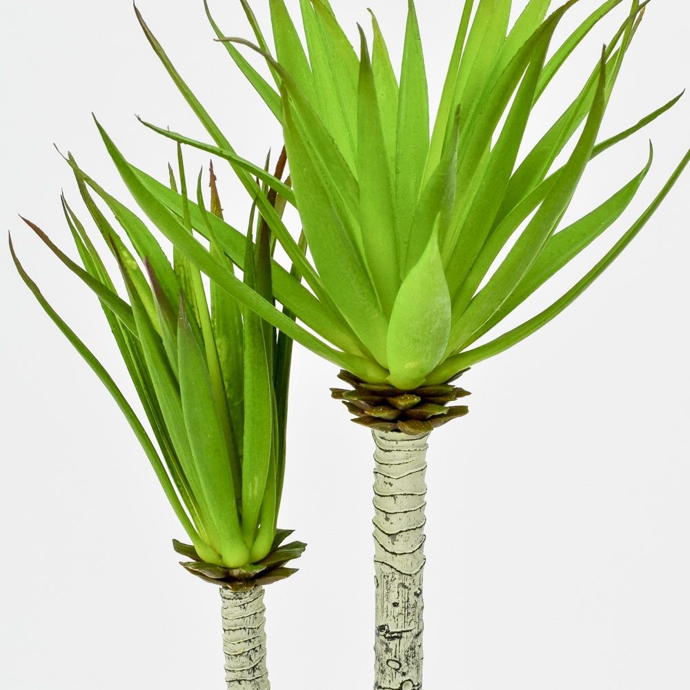 Yucca Plant Succulent