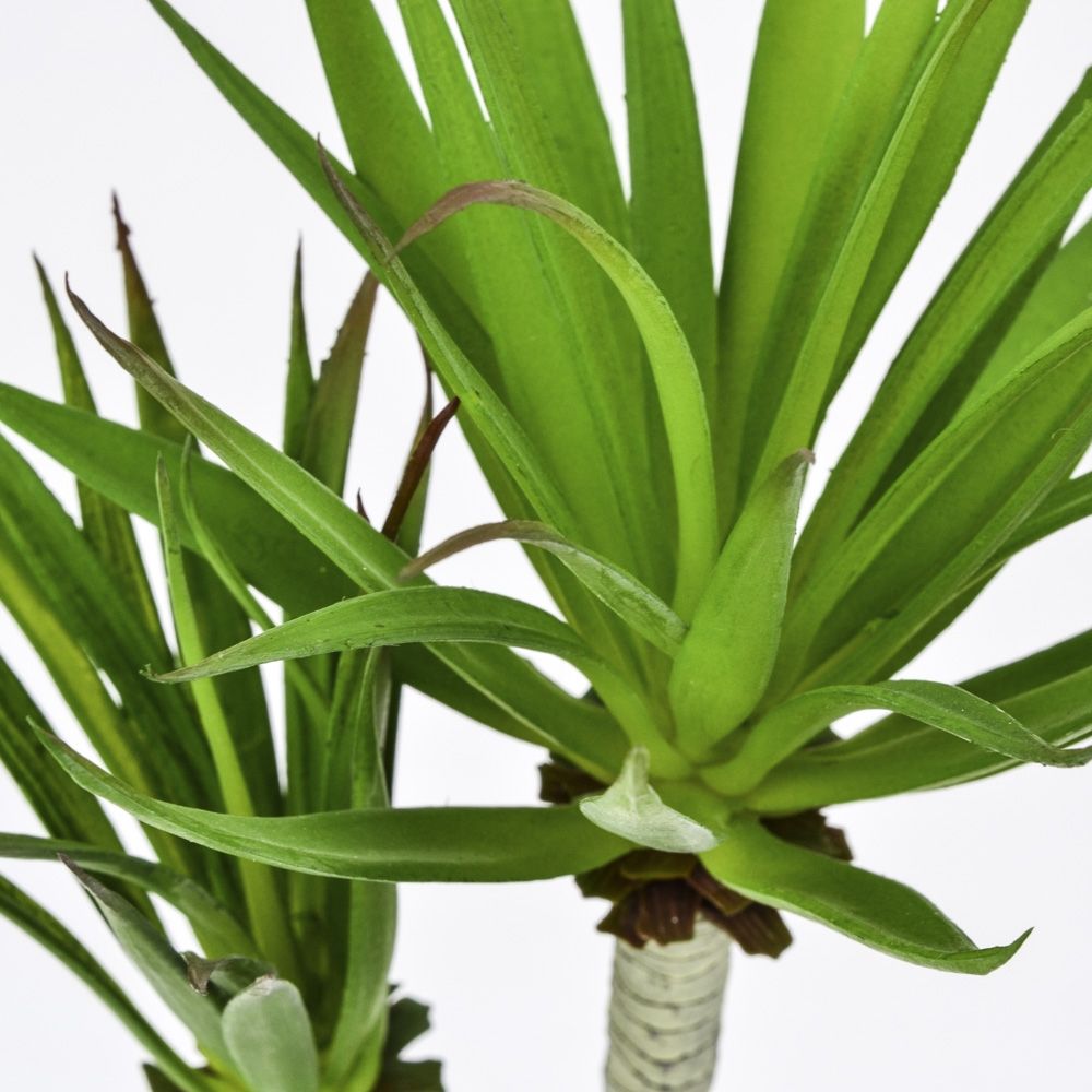 Yucca Plant Succulent