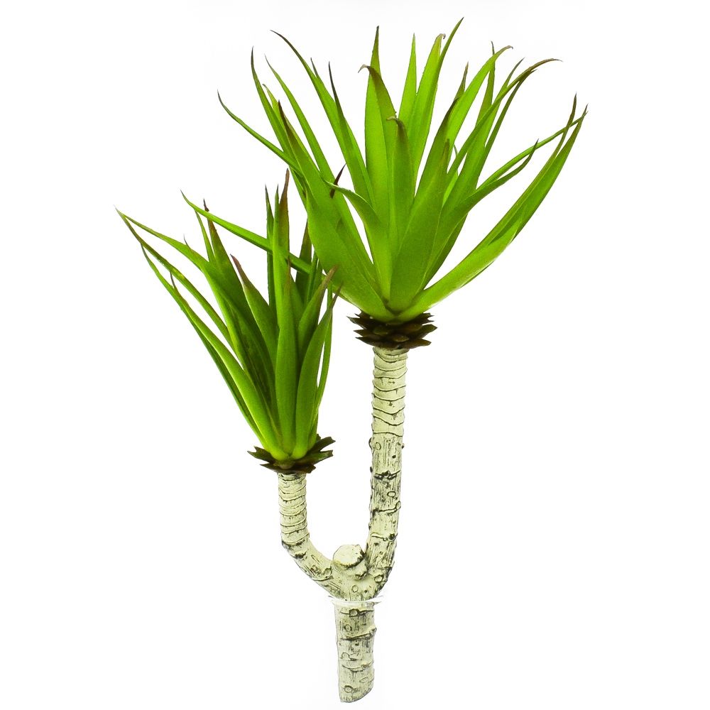 Yucca Plant Succulent