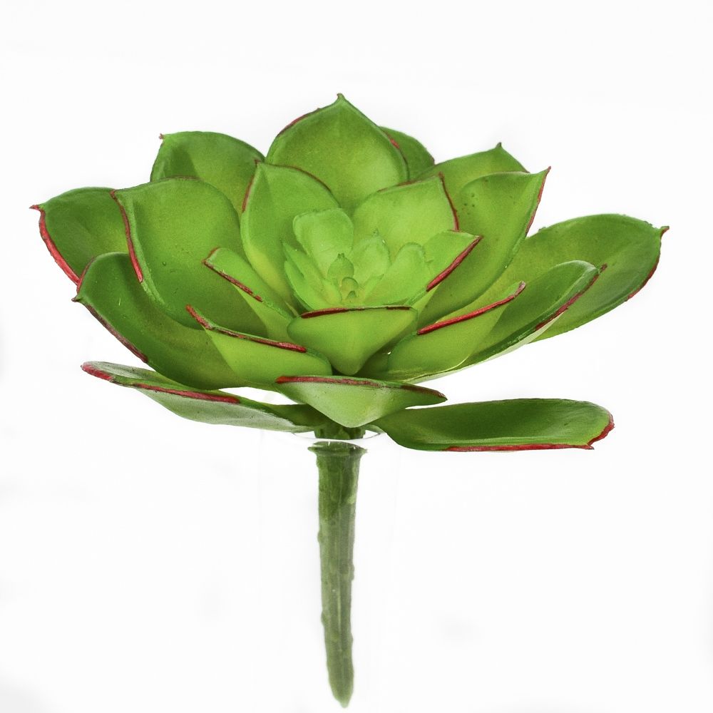 3.5 inch Echeveria Succulent Pick