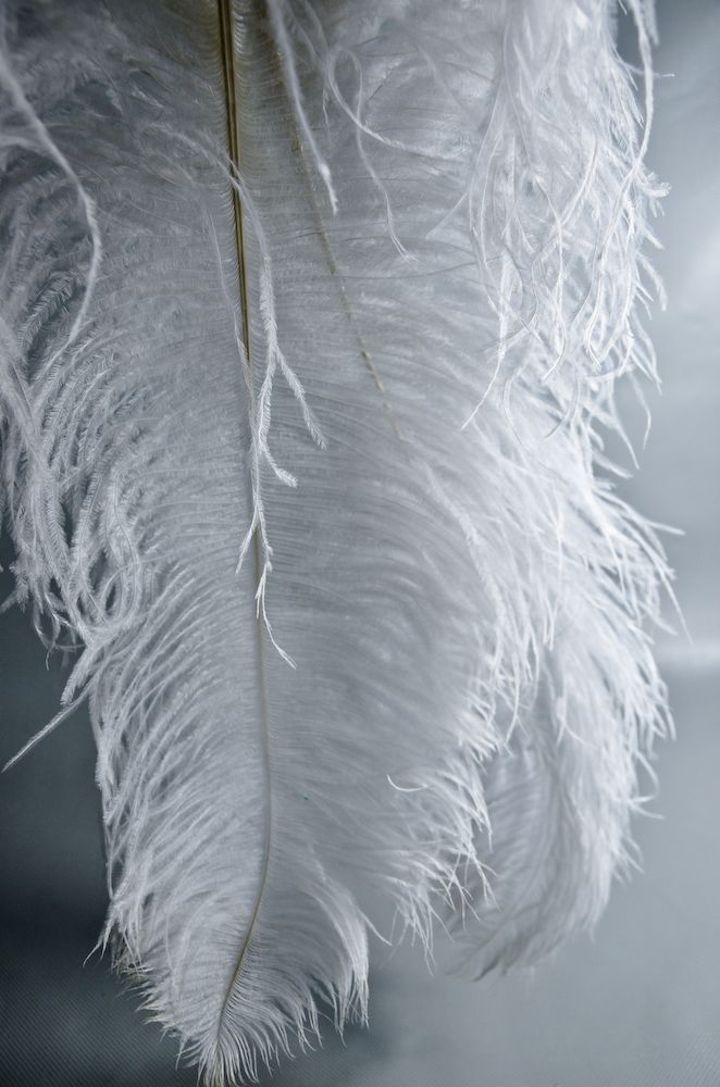 Single White or Black Ostrich Feathers