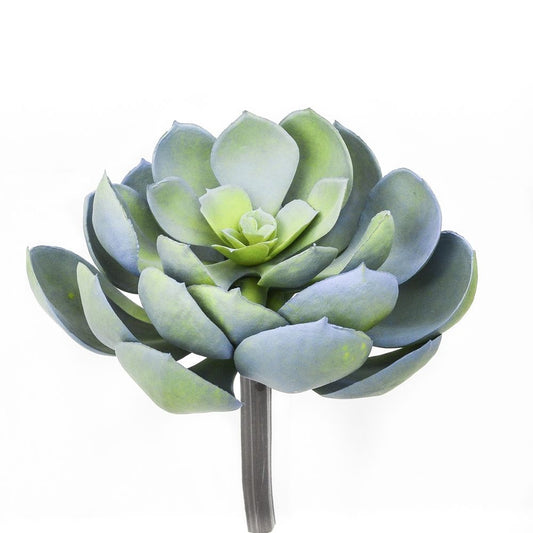 5.5 inch Blue Echeveria Succulent