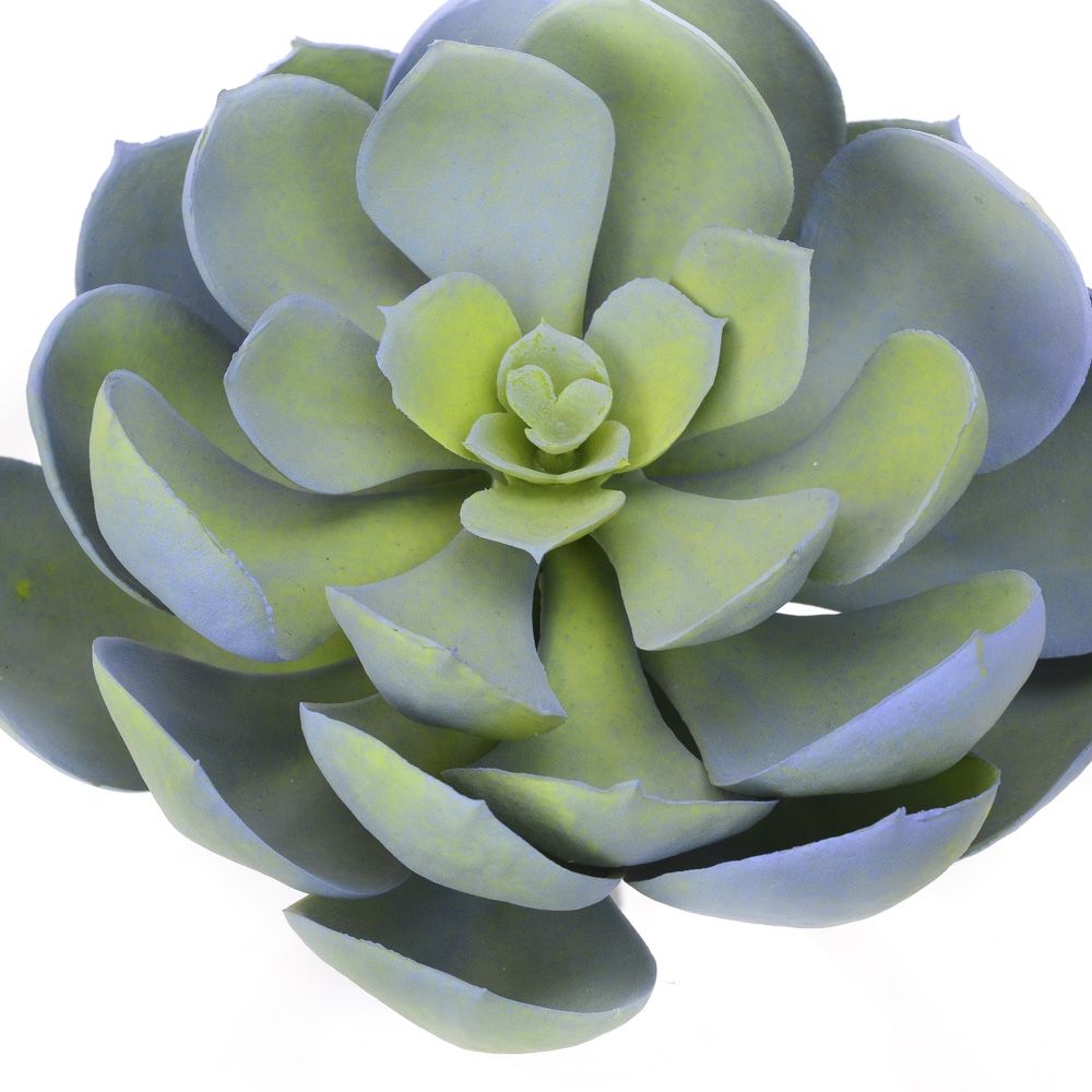 5.5 inch Blue Echeveria Succulent