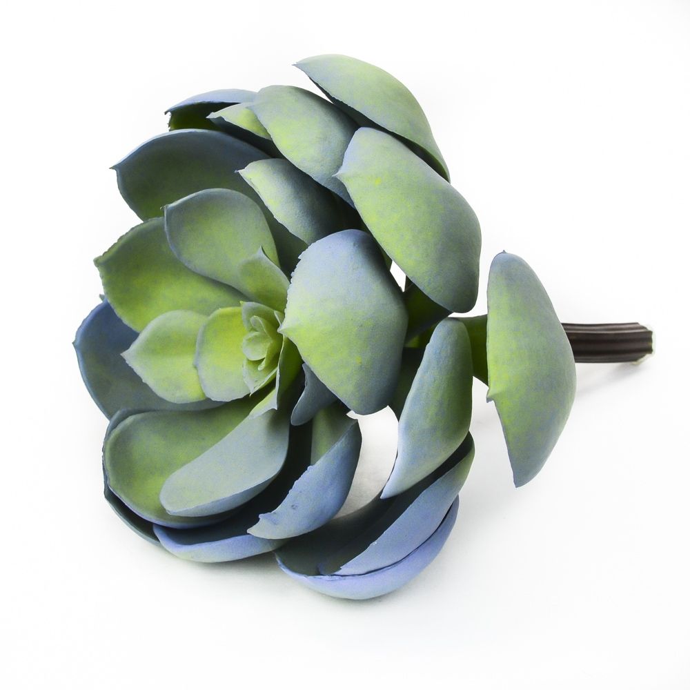 5.5 inch Blue Echeveria Succulent