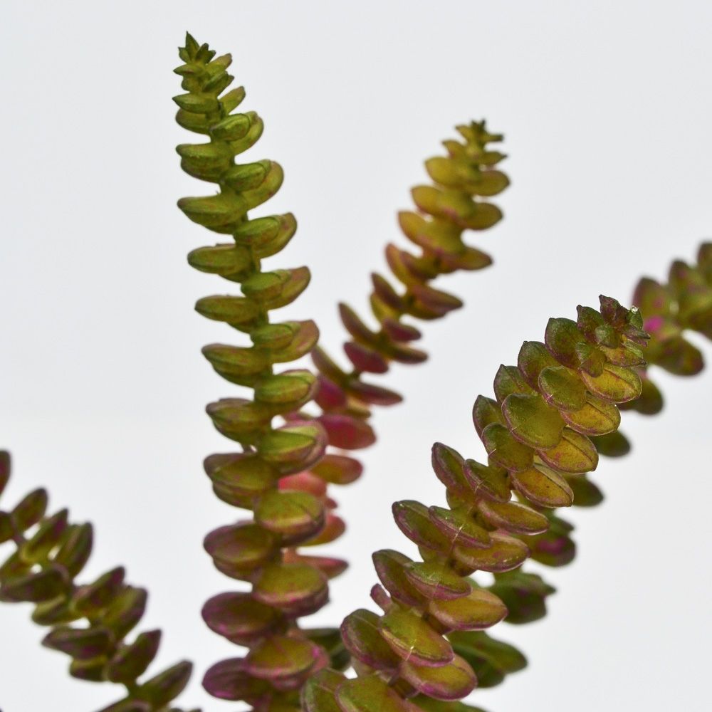 10 inch Red Hanging Sedum Succulent Pick